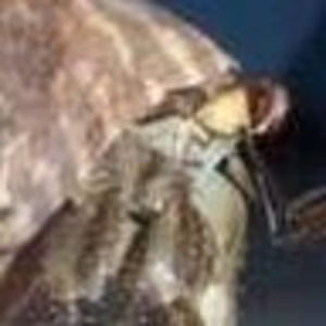 Meet your Posher, Alana